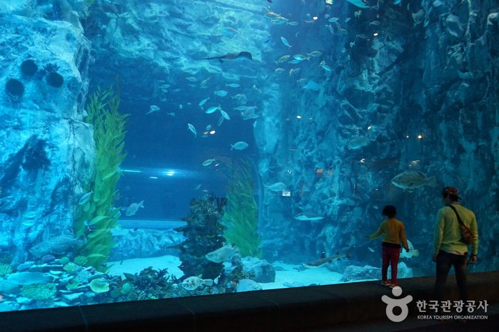 [首爾] 樂天世界水族館(롯데월드 아쿠아리움)