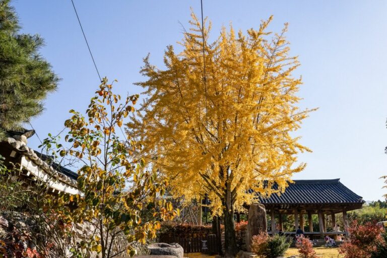 [大邱] 大栗村(한밤마을)
