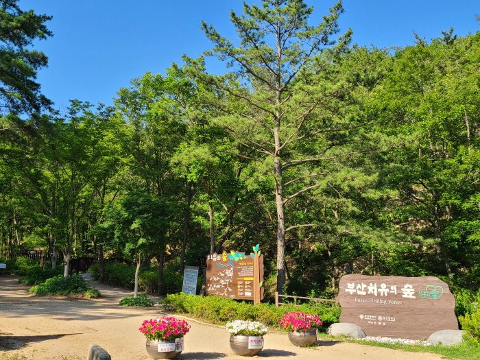[釜山] 釜山治癒林(부산 치유의 숲)
