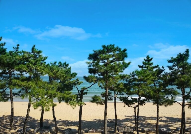 [蔚山] 鎮下海水浴場(진하해수욕장)