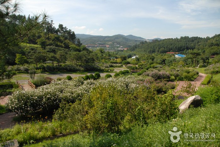 [世宗] 錦江自然休養林(錦江樹木園/山林博物館)(금강자연휴양림(금강수목원/산림박물관))