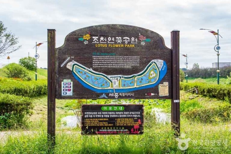 [世宗] 鳥川蓮花公園(조천연꽃공원)