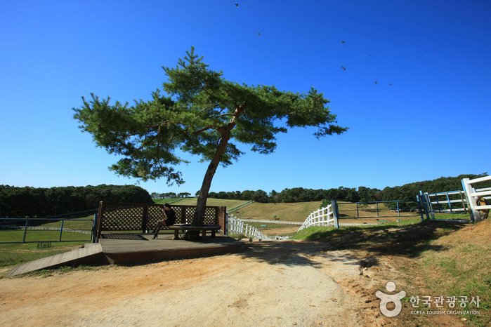 [京畿道] 元堂種馬牧場(Let’s run farm元堂)(원당종마목장 (렛츠런팜 원당))