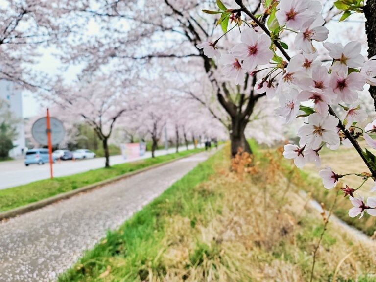 [京畿道] 平澤湖藝術公園(평택호예술공원)