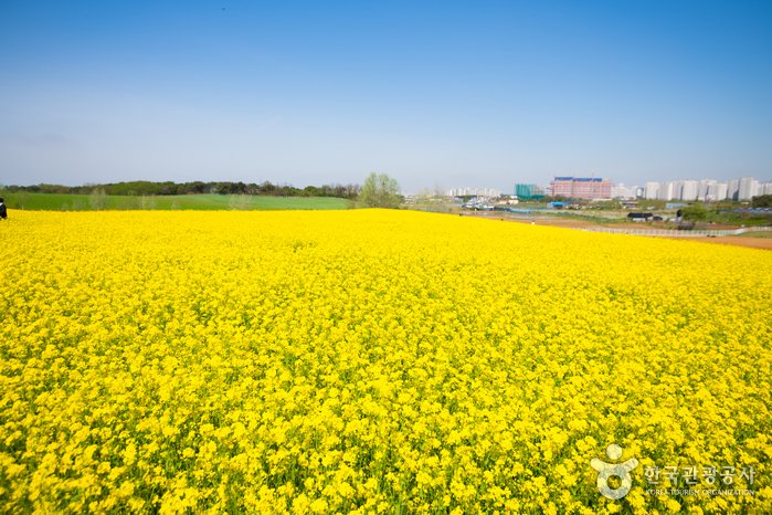 [京畿道] 安城農場樂園(안성팜랜드)