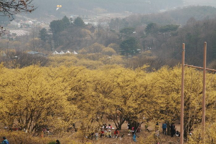 [京畿道] 利川山茱萸村(이천 산수유마을)
