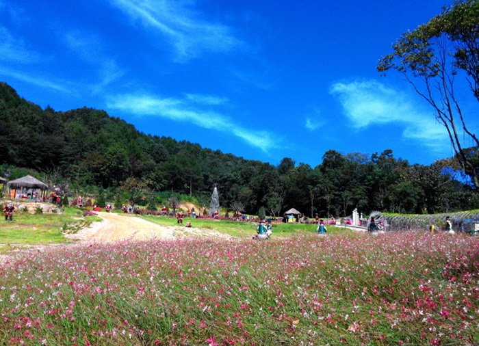 [京畿道] 香草島樂園(허브아일랜드)
