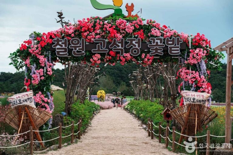 [江原道] 孤石亭花田(고석정 꽃밭)