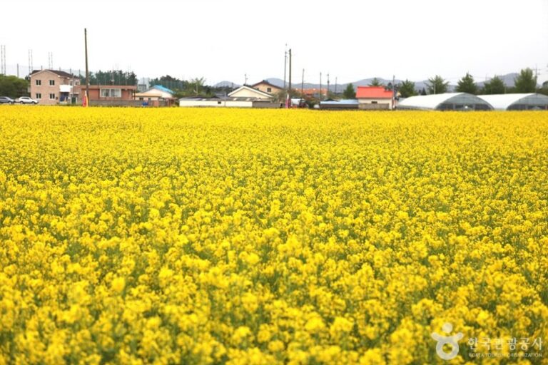 [江原道] 三陟孟芳油菜花村(삼척 맹방유채꽃 마을)