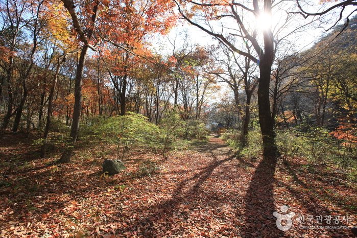 [江原道] 原城城南里城隍林(원성 성남리 성황림)