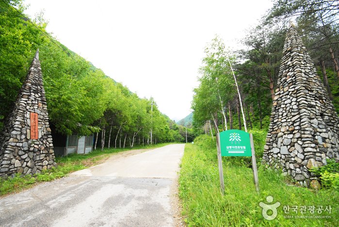 [江原道] 國立三峰自然休養林(국립 삼봉자연휴양림)