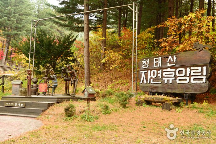 [江原道] 國立青太山自然休養林(국립 청태산자연휴양림)