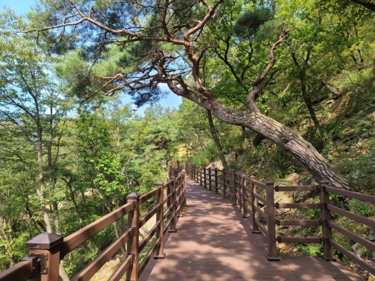 [忠清北道] 國立堤川治癒林 (국립제천치유의숲)
