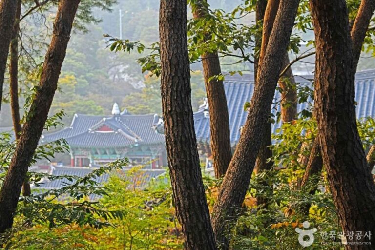 [忠清南道] 麻谷寺天然松林森林浴場(마곡사 천연송림욕장)