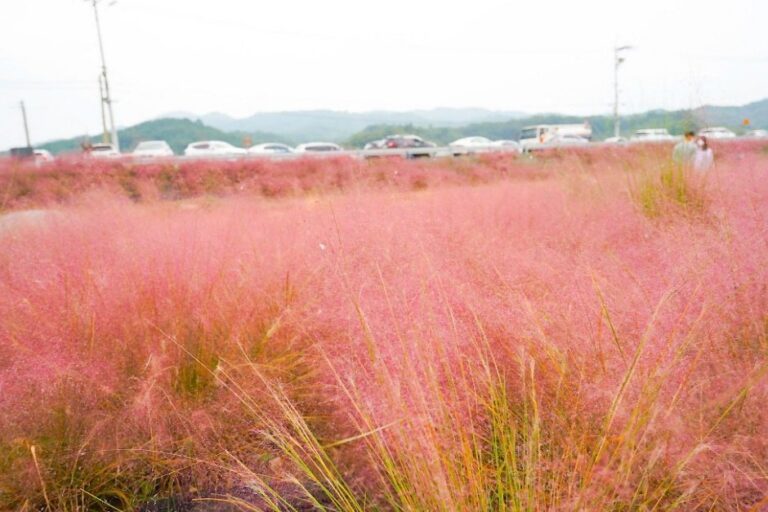 [忠清南道] 維鳩粉黛亂子草庭園(유구핑크뮬리정원)