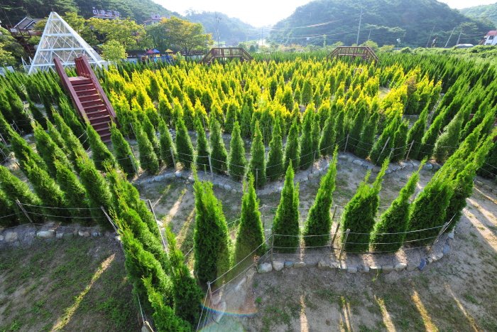 [忠清南道] 安眠島迷宮公園(안면도 미로공원)