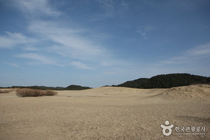 [忠清南道] 薪斗里海岸沙丘(태안 신두리 해안사구)