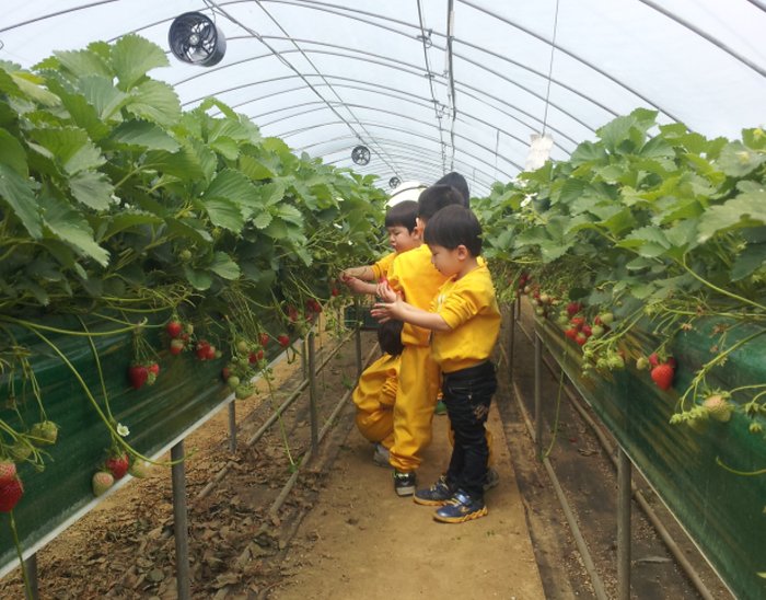 [忠清南道] 論山草莓叔叔農場(논산 딸기삼촌농장)