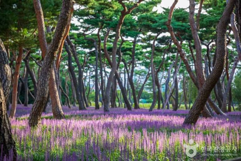 [慶尚北道] 皇城公園(황성공원)