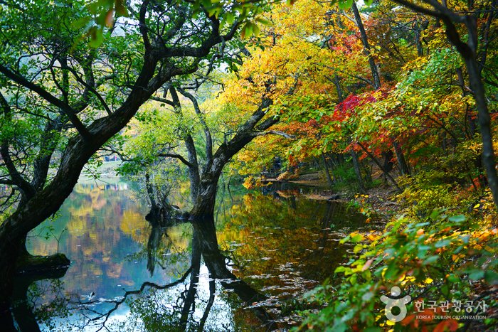 [慶尚北道] 注山池 (青松國家地質公園)(주산지 (청송 국가지질공원))