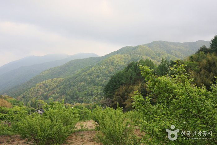 [慶尚南道] 智異山國立公園(河東)(지리산국립공원(하동))