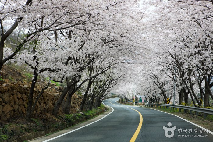 [慶尚南道] 十里櫻花路(십리벚꽃길)