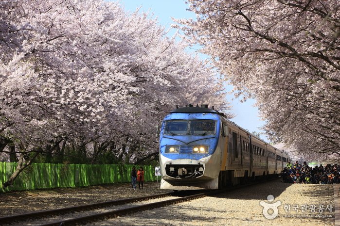 [慶尚南道] 慶和站櫻花路(경화역 벚꽃길)