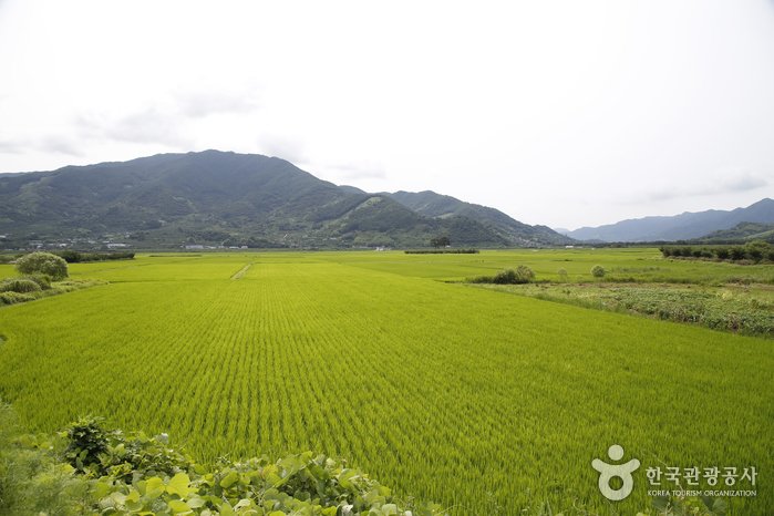 [慶尚南道] 平沙里原野(평사리들판)