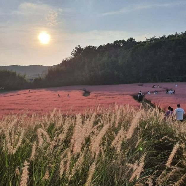 [全羅北道] 高敞清農園(고창 청농원)