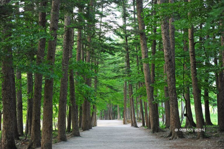 [全羅北道] 來蘇寺杉松林道(내소사전나무숲길)