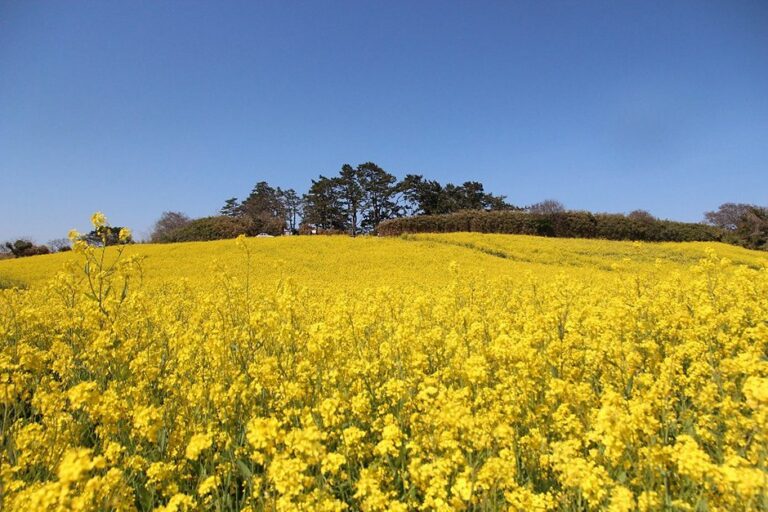 [全羅北道] 水城堂油菜花田(수성당유채꽃)