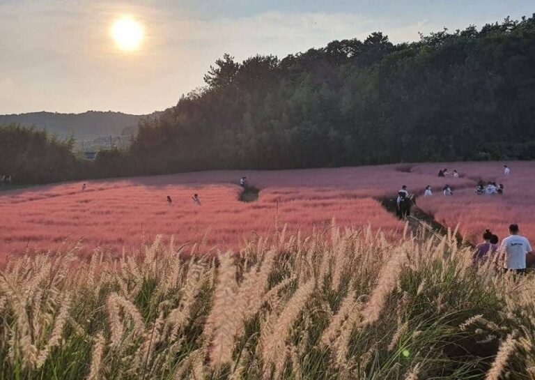 [全羅北道] 高敞清農園粉黛亂子草花季(고창청농원 핑크뮬리시즌)