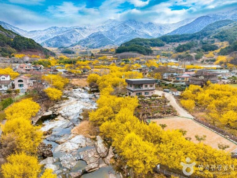 [全羅南道] 求禮山茱萸村(구례 산수유마을)