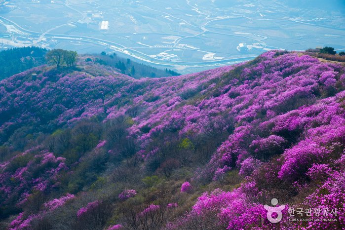 [全羅南道] 靈鷲山(麗水)(영취산(여수))
