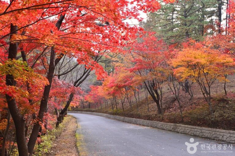 [全羅南道] 白鵝山自然休養林(백아산자연휴양림)
