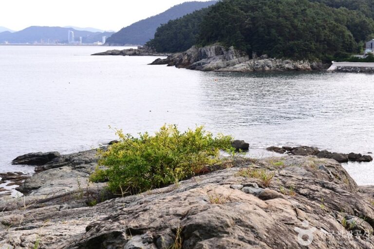 [全羅南道] 毛沙金海水浴場(모사금해수욕장)