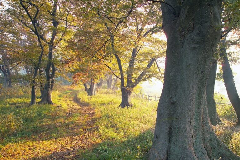 [全羅南道] 護城林公園(숲쟁이공원)