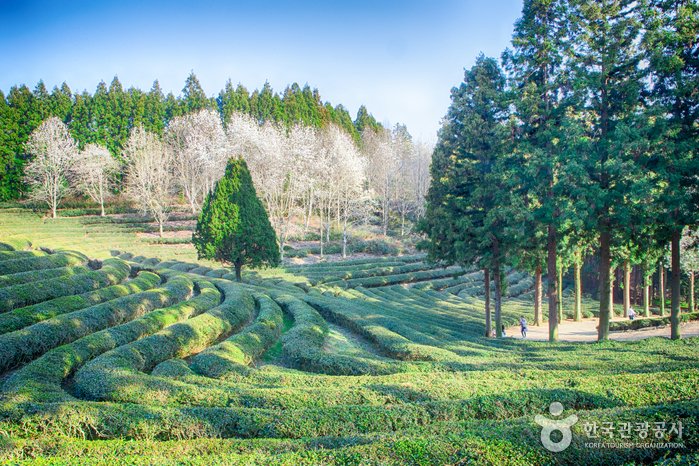 [全羅南道] 大韓茶園(대한다원)
