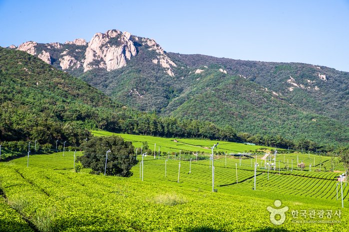 [全羅南道] 全羅南道康津茶園(전남 강진다원)