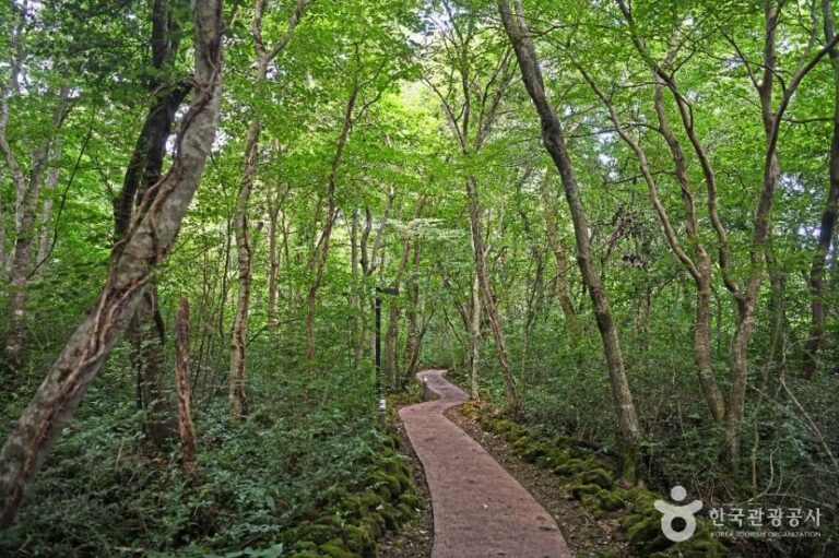 [濟州] 橋來自然休養林(교래자연휴양림)