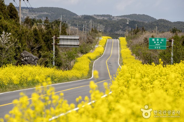 [濟州] 西歸浦加時里村(鹿山路油菜花路)(서귀포 가시리마을 (녹산로 유채꽃도로))