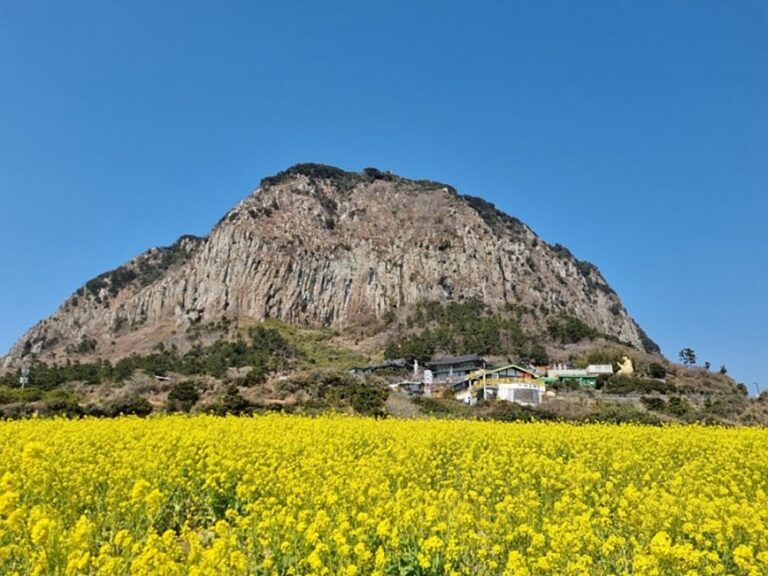 [濟州] 山房山油菜花田(산방산유채꽃밭)