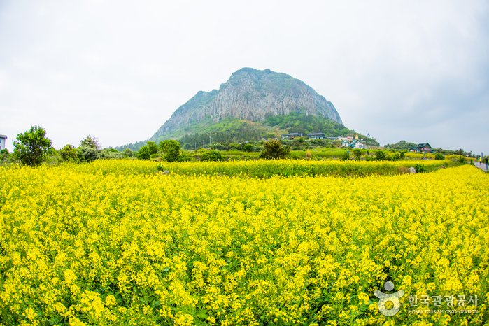 [濟州] 山房山(濟州)(산방산(제주))