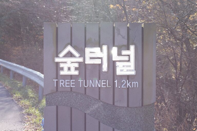 [濟州] 5.16道路森林隧道(5.16도로숲터널)