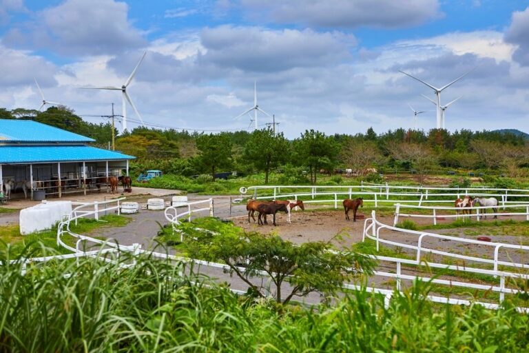 [濟州] 迷你馬體驗公園(조랑말체험공원)